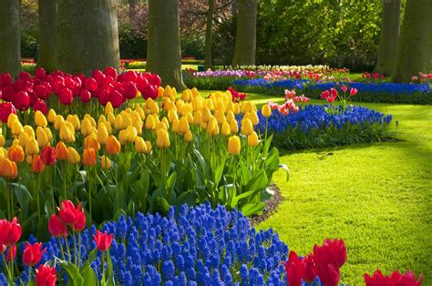 The 7 Best Sping Flowers To Plant in Texas (2020 Guide) – cgdallaslandscaping