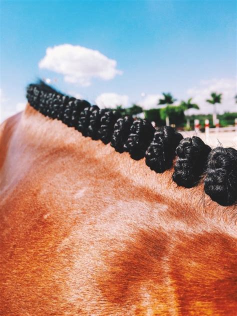 23 Perfect Braid Photos That Will Make Your Type A Horse Show Heart Happy - The Plaid Horse Magazine