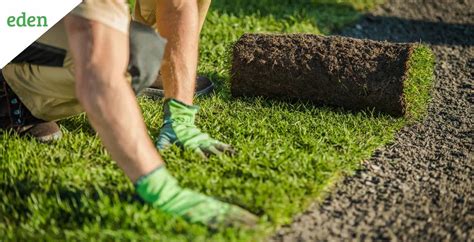 Types of Turf Grass | Eden Lawn Care and Snow Removal