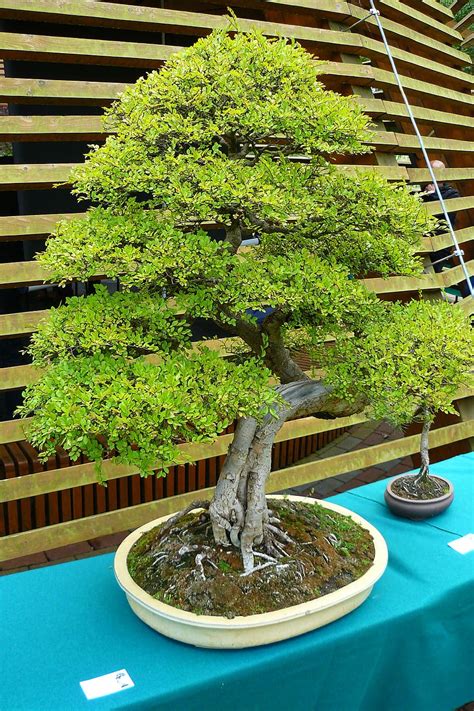 HD wallpaper: bonsai tree, green tree, an unusual tree, plant, growth ...