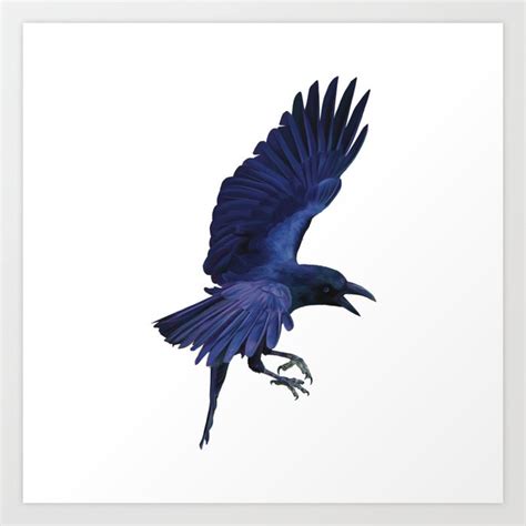 Raven in flight. Beautiful sheens of blue, purples and black. An ...