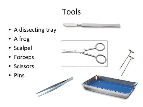 Frog Dissection Tools A dissecting tray A frog