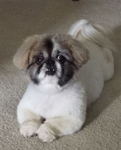 Shih Tzu Pekingese Mix Life Expectancy - Shih Tzu Dog