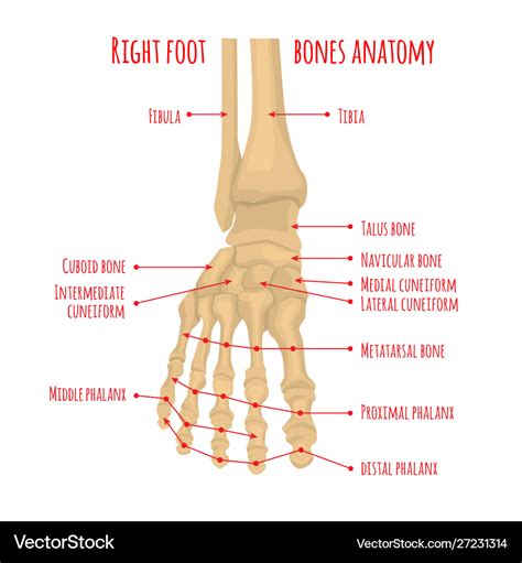 Foot Anatomy Bones Diagram