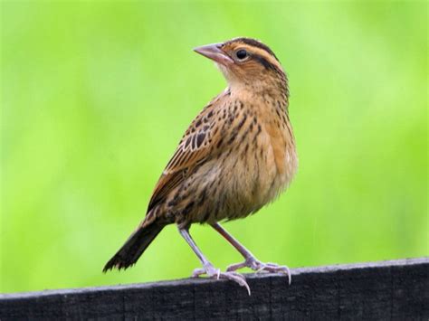 Birds of The World: Meadowlarks (Icteridae)