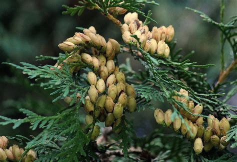 Cedar Seeds Photograph by Rosanne Jordan