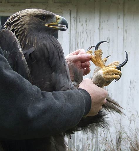 Harpy eagle claws : natureismetal