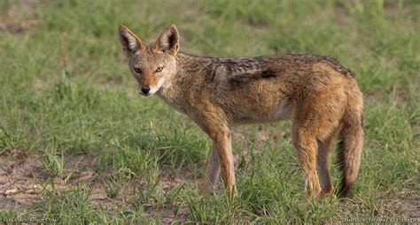 5 Fascinating Facts About the Black-Backed Jackal – SafariBookings