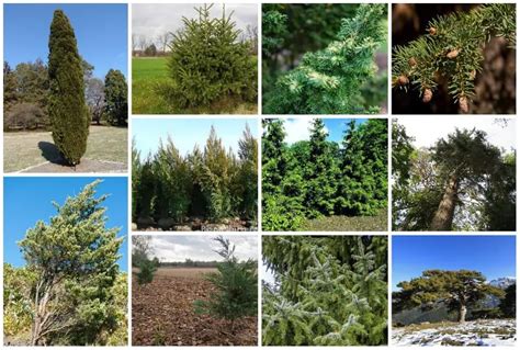 11 Evergreen Trees for Illinois for All-Year Color & Privacy