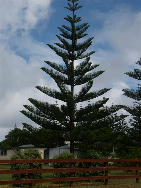 florida pine trees images - Lenna Christman