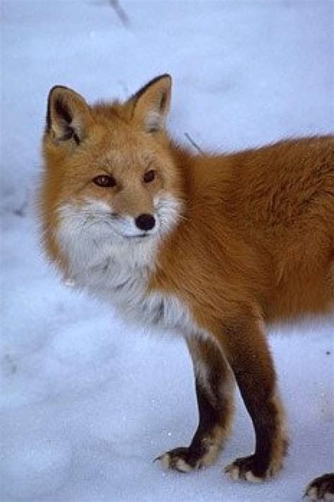 Sierra Nevada Red Fox Population Gains Endangered Species Act ...