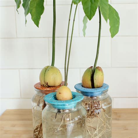 Avocado Seed Germination Dish Avocado Tree From Seed - Etsy