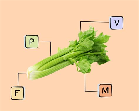 Celery Nutrients