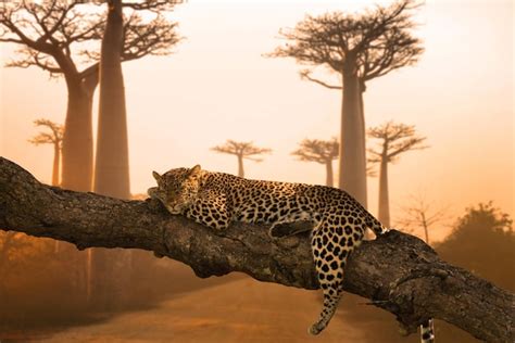 Premium Photo | Beautiful shot of a leopard sleeping on the tree ...