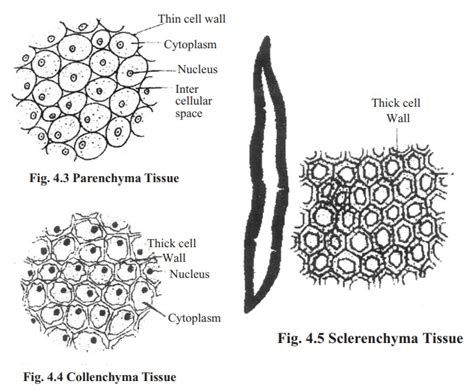 Simple permanent tissue (plants) - Overall Science