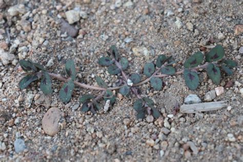 Spurge Weed Identification [How to Kill Spurge in Your Lawn]