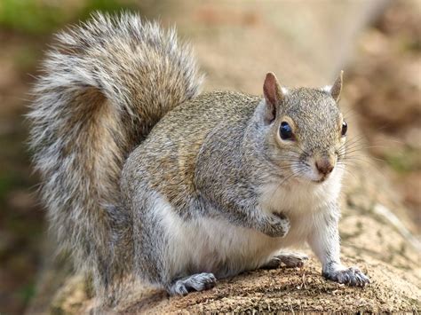 Squirrel! What To Do When Gray Squirrels Get Too Close | Bugtech