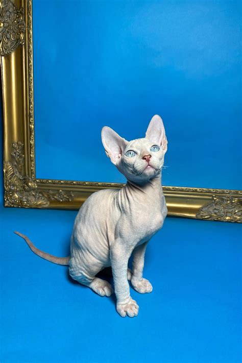 Kitten Don Sphynx A / 2021 - Cat kennel Donsky Sphynx and Ukrainian Levkoy