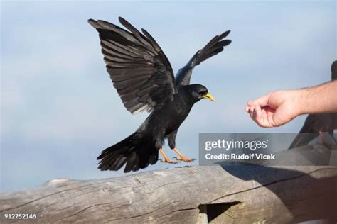 515 Rook Bird Stock Photos, High-Res Pictures, and Images - Getty Images