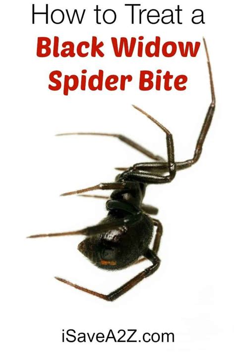 How to Treat a Black Widow Spider Bite - iSaveA2Z.com