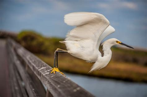 Bolsa Chica Conservancy to mark 25 years of maintaining, promoting the ...