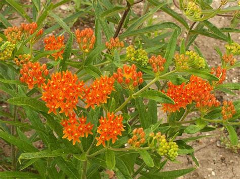 Butterfly Weed Seeds Orange Milkweed Asclepias tuberosa | Etsy