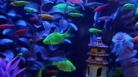 How Are GloFish Made? Facts & F.A.Q – Fishkeeping Forever