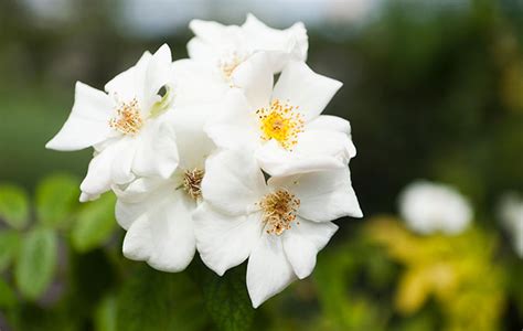 Musk Roses: Beautiful flowers, and the 'sweetest smell in the air' by far