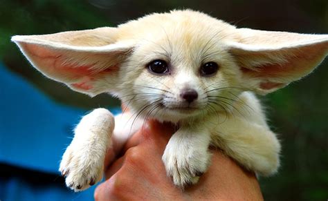 Fennec Fox - Fox Photo (24576624) - Fanpop