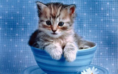 Funny Animals Zone: Cute Kittens Wallpapers Amazing