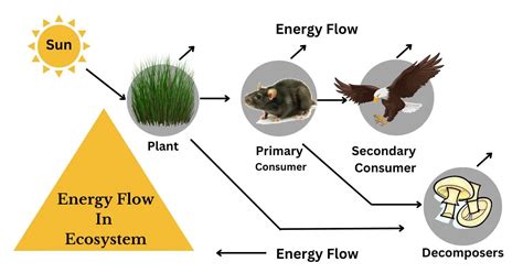 Energy Flow In Ecosystem Food Chain Food Web With Diagram