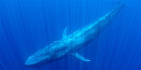 Blue Whale Free Diving Expedition to Sri Lanka. Swimming with blue ...