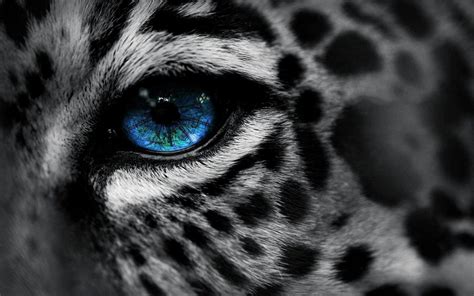 Tiger Eyes Hd