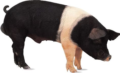 Hampshire | breed of pig | Britannica