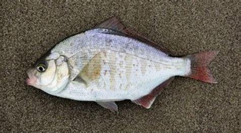 Surfperch Family Photographs, and Information – Embiotocidae | Mexico ...