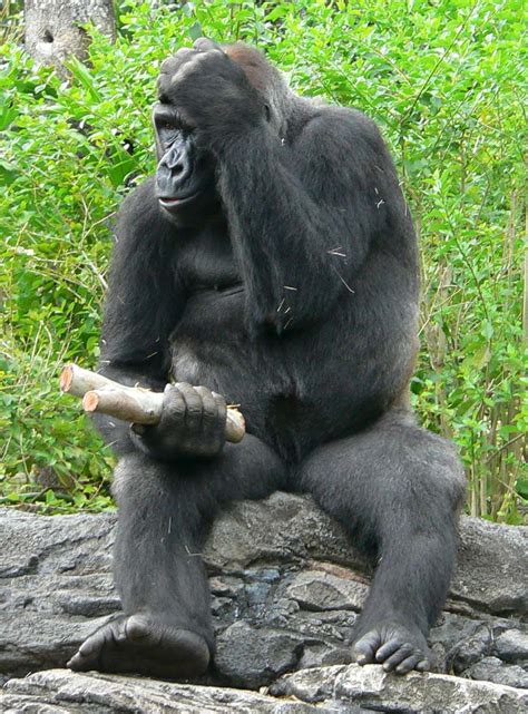 File:Gorilla gorilla gorilla4.jpg - Wikimedia Commons