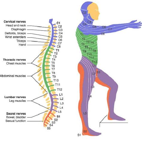 Spinal cord Injury Levels Human Body Anatomy, Human Anatomy And Physiology, Occupational Therapy ...