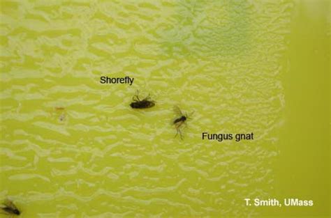 Fungus Gnats In Soil