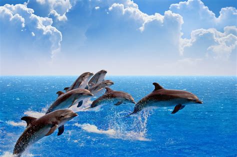 Jumping Dolphins jigsaw puzzle in Animals puzzles on TheJigsawPuzzles.com