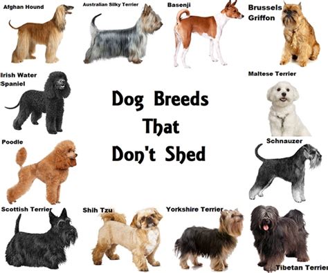 Dog Breeds That Don't Shed | Dog breeds that dont shed, Dog breeds, Toy dog breeds