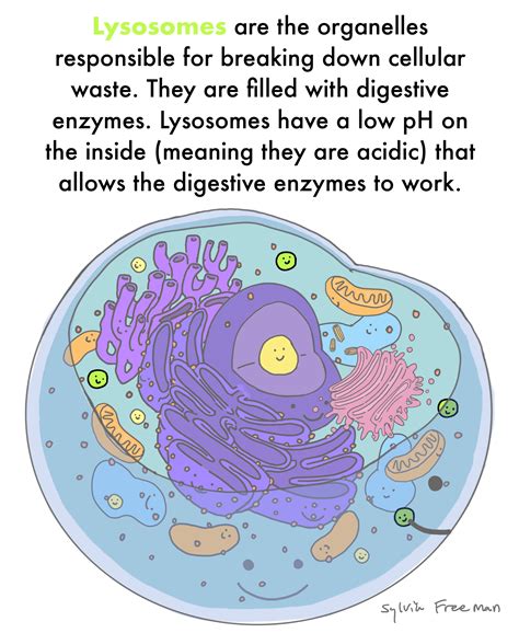 Lysosome — Structure & Function - Expii