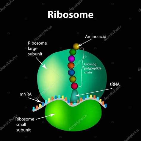 The structure of the ribosome. Infographics. Vector illustration