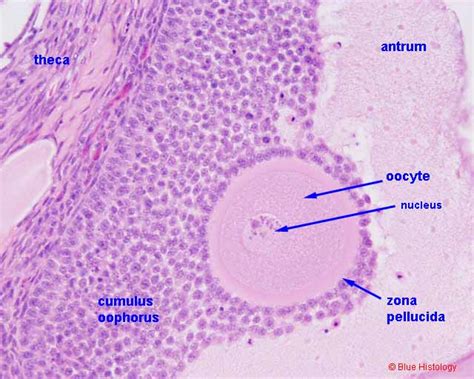 Histology at SIU