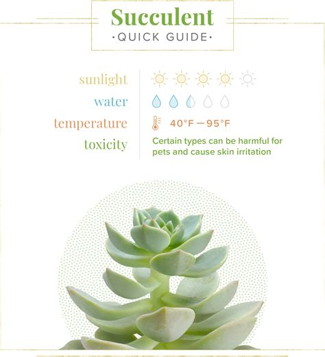 Succulent Care Guide: Growing Information + Tips - ProFlowers Blog