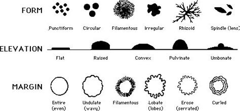 Bacterial Morphology Chart