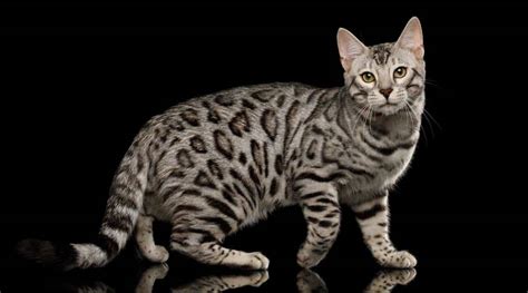 Silver Bengal Cat Breed Overview - Love Your Cat