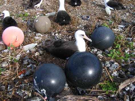 Free picture: laysan, albatross, nesting, marine, debris