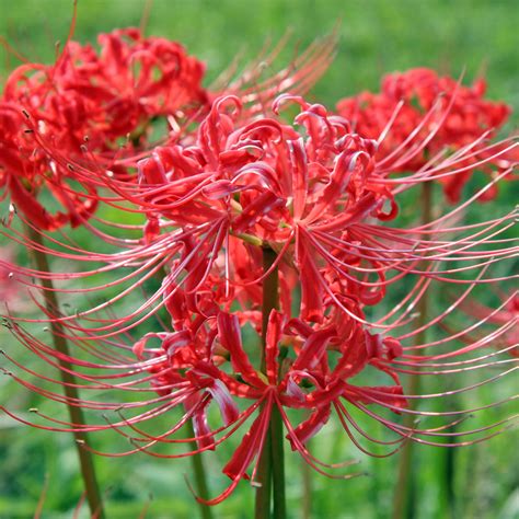 Lycoris - Radiata – Plantcetera