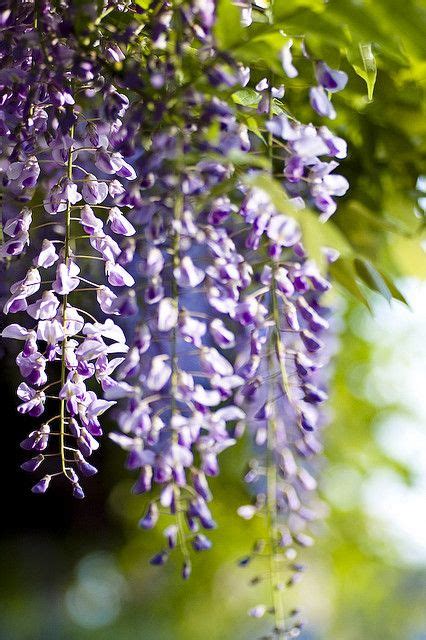 Wisteria | Wisteria, Flowering vines, Beautiful flowers