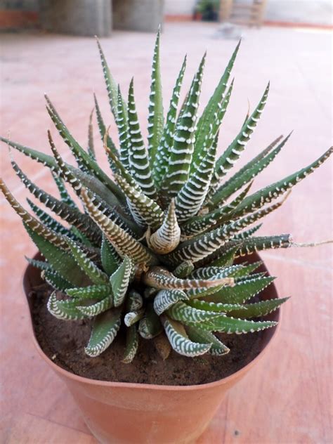 11 BEST INDOOR SUCCULENTS - Plants Bank